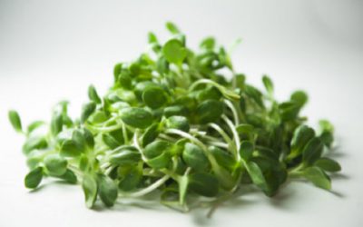 Sunflower sprouts and Carrot Salad