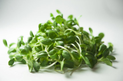 Sunflower sprouts and Carrot Salad