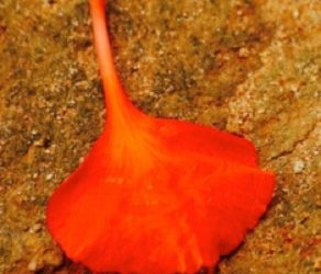 Gulmohar Petal bhaji