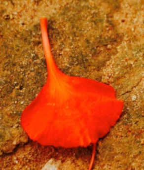 Gulmohar Petal bhaji